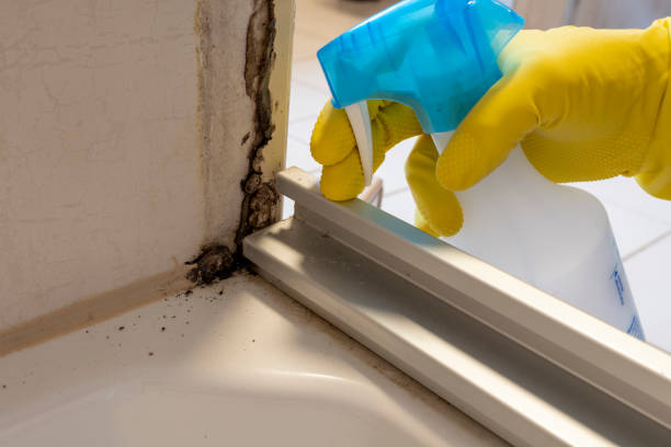 Best Insurance-Related Mold Remediation in Strawberry Plains, TN