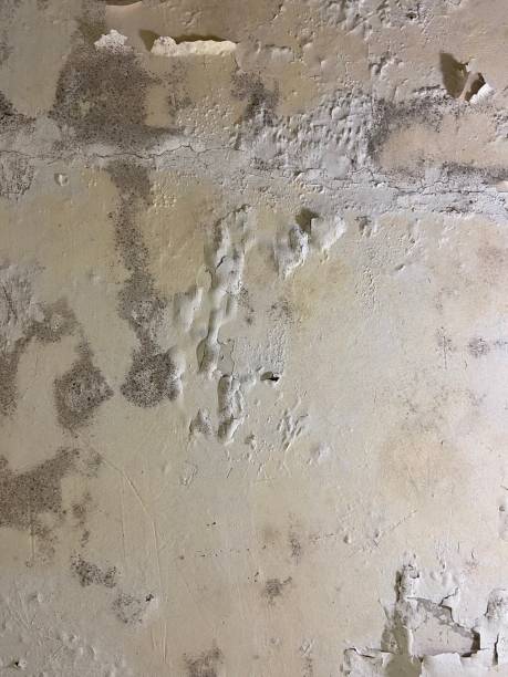 Best Mold Remediation for Specific Building Types in Strawberry Plains, TN